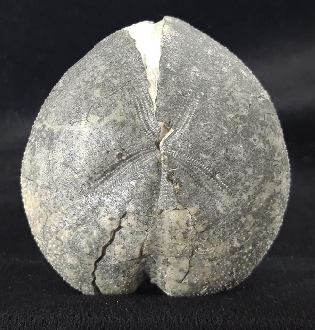 Micraster cf. schroederi STOLLEY 1891 - Bild &copy; FossNet FossilienStore